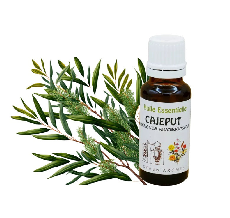 Cajeput Huile Essentielle HEBBD 20ml - Zenencens