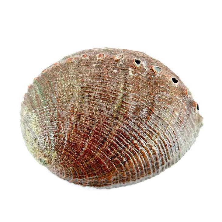 Coquille D'Ormeau Moyenne - SHOPHORSE