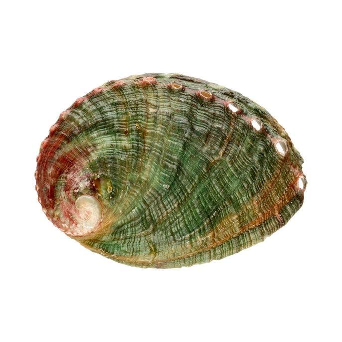Coquille D'Ormeau Petite - SHOPHORSE