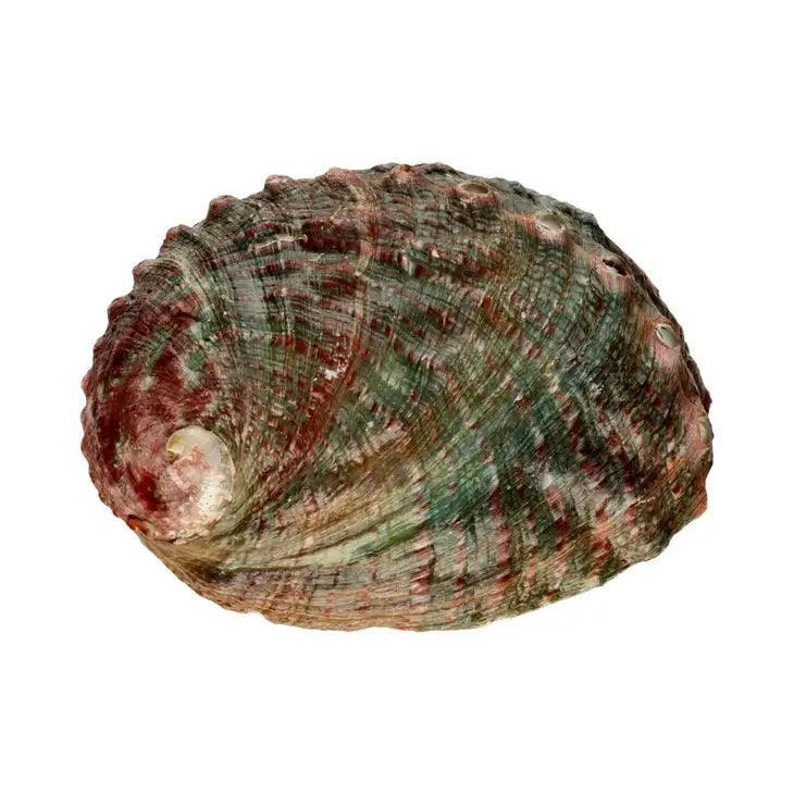 Coquille D'Ormeau Small - SHOPHORSE
