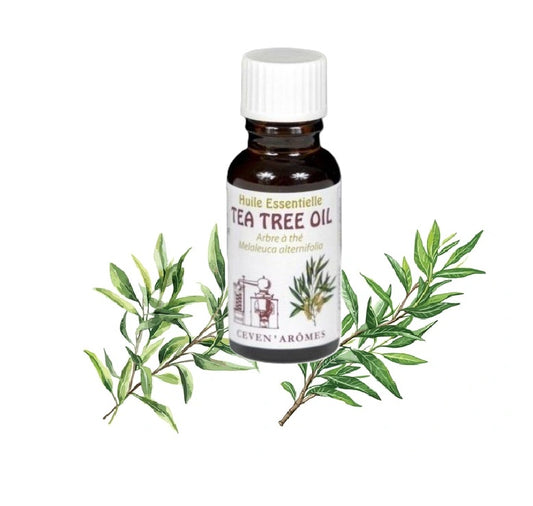 Arbre à Thé Huile Essentielle HEBBD 20ml - Zenencens