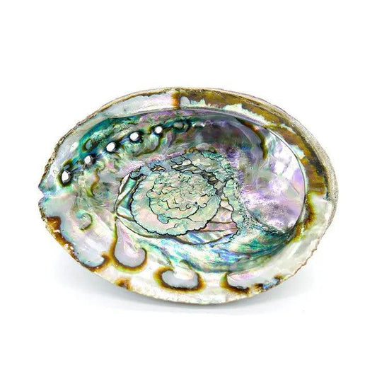 Coquille D'Ormeau Moyenne - SHOPHORSE
