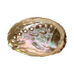 Coquille D'Ormeau Petite - SHOPHORSE