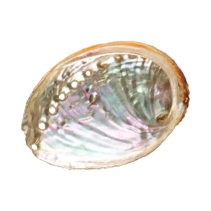 Coquille D'Ormeau Small - SHOPHORSE