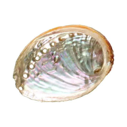 Coquille D'Ormeau Small - SHOPHORSE